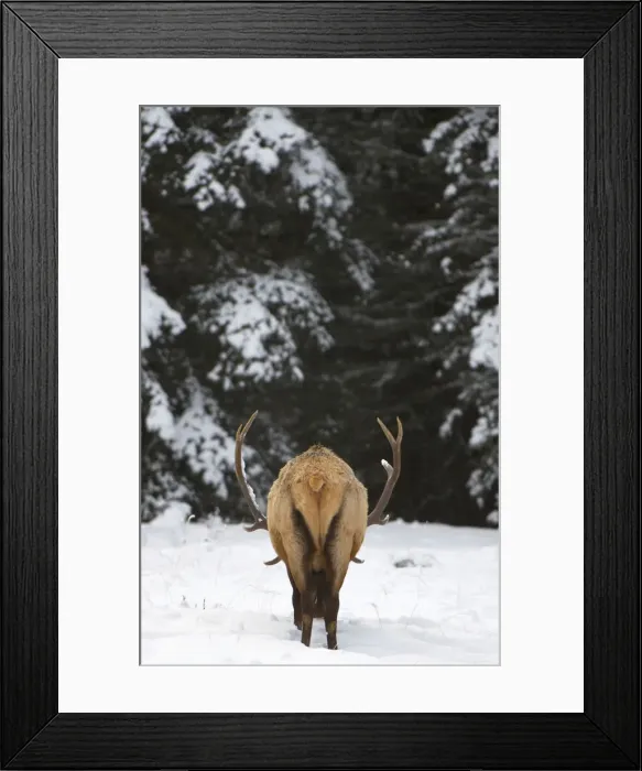 Framed Print : DDE-90027705 Framed Print : DDE-90027705