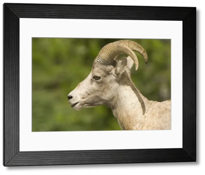 Framed Print : DDE-90027703 Framed Print : DDE-90027703