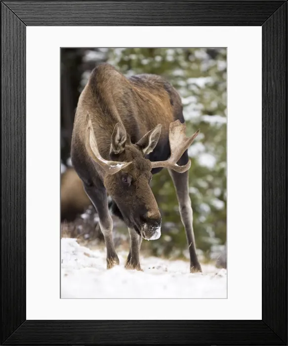 Framed Print : DDE-90027708 Framed Print : DDE-90027708
