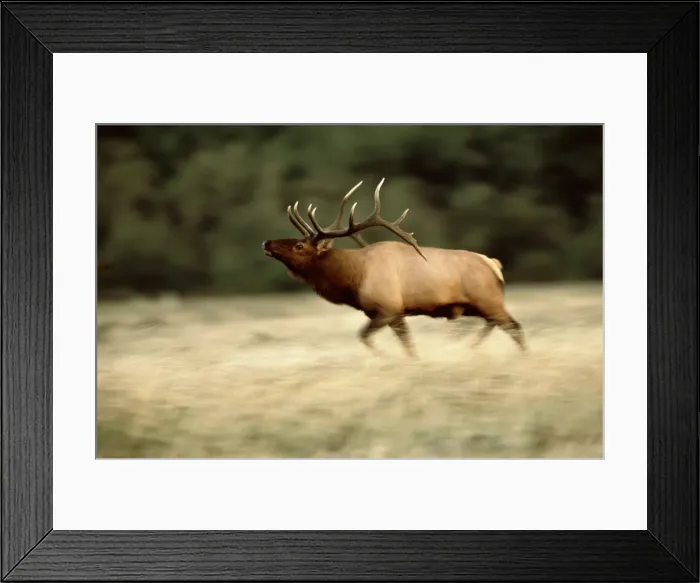 Framed Print : DDE-90027707 Framed Print : DDE-90027707