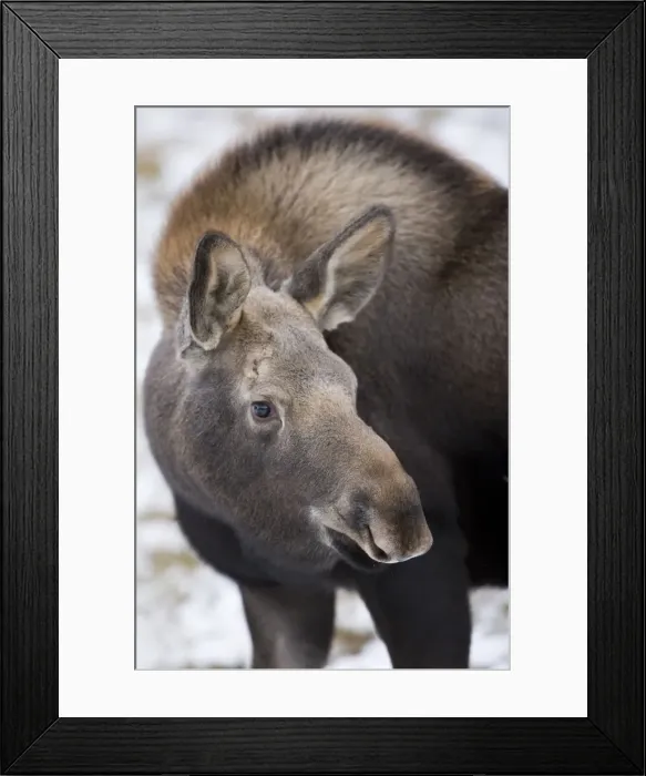 Framed Print : DDE-90027710 Framed Print : DDE-90027710