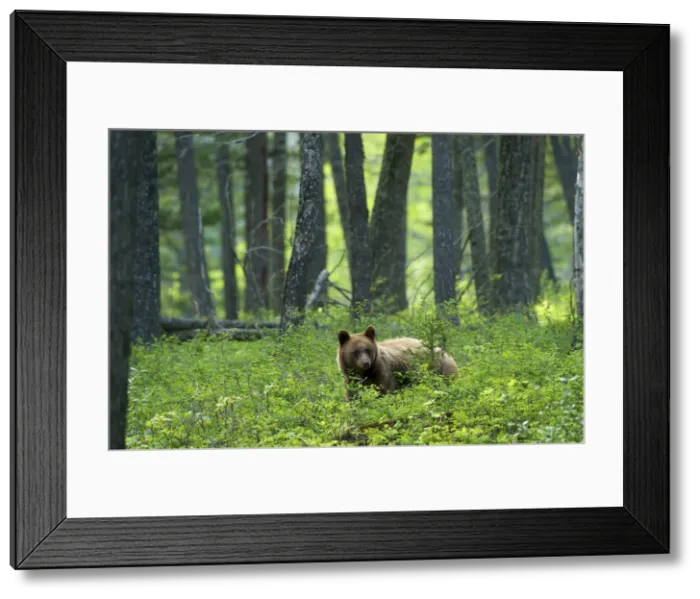 Framed Print : DDE-90027711 Framed Print : DDE-90027711