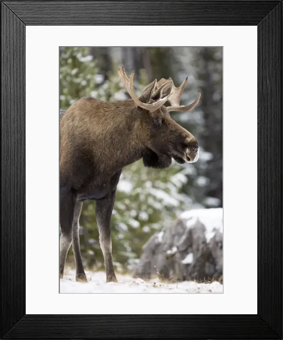 Framed Print : DDE-90027709