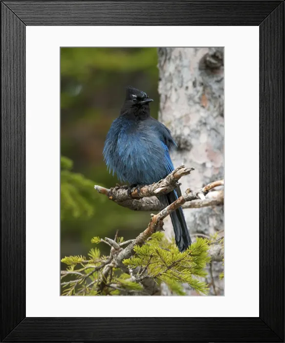 Framed Print : DDE-90027713