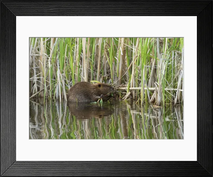 Framed Print : DDE-90027714