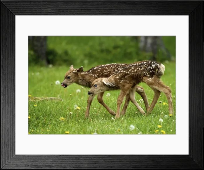 Framed Print : DDE-90027712 Framed Print : DDE-90027712
