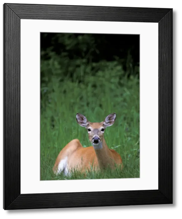 Framed Print : DDE-90027719 Framed Print : DDE-90027719
