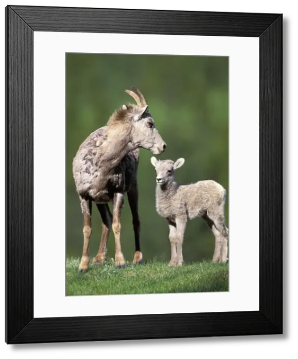 Framed Print : DDE-90027718 Framed Print : DDE-90027718