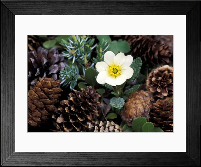 Framed Print : DDE-90027734 Framed Print : DDE-90027734