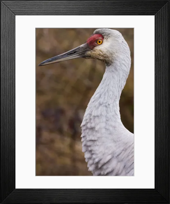 Framed Print : DDE-90027735 Framed Print : DDE-90027735