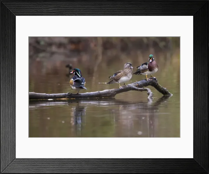 Framed Print : DDE-90027737 Framed Print : DDE-90027737