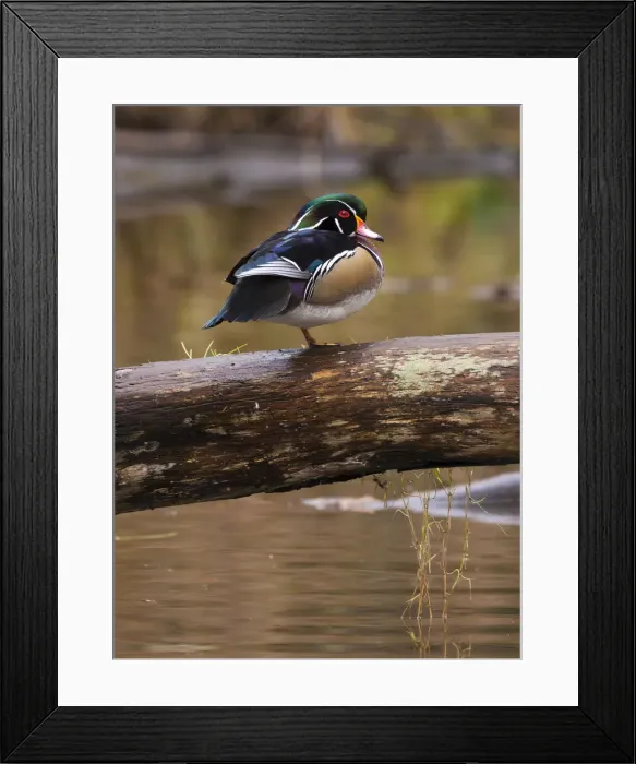 Framed Print : DDE-90027738 Framed Print : DDE-90027738