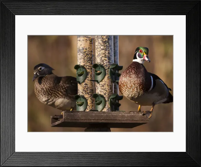 Framed Print : DDE-90027739