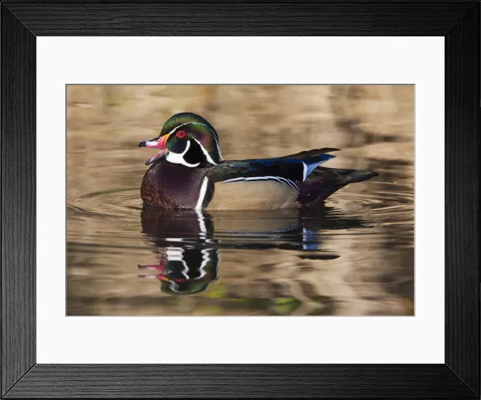Framed Print : DDE-90027740