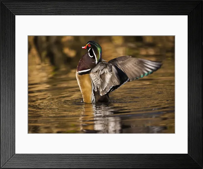 Framed Print : DDE-90027741 Framed Print : DDE-90027741