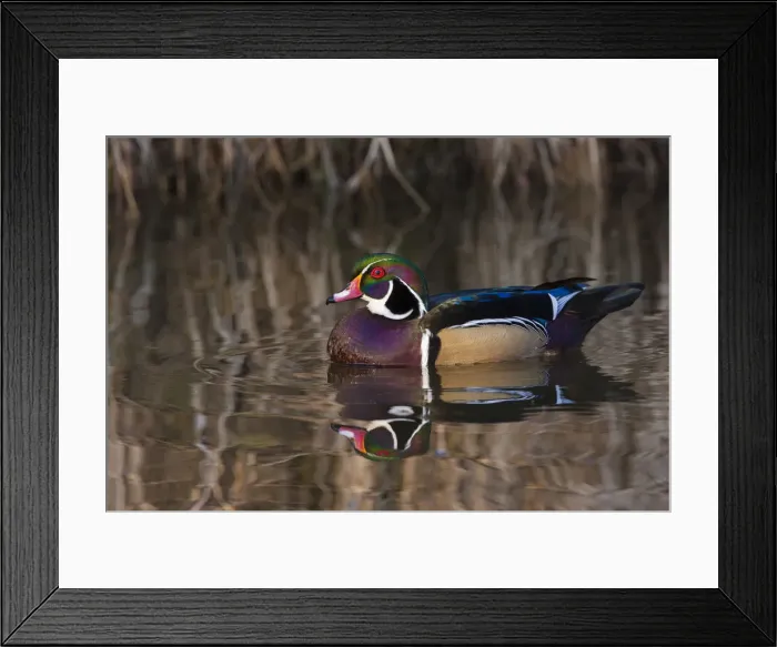 Framed Print : DDE-90027742 Framed Print : DDE-90027742