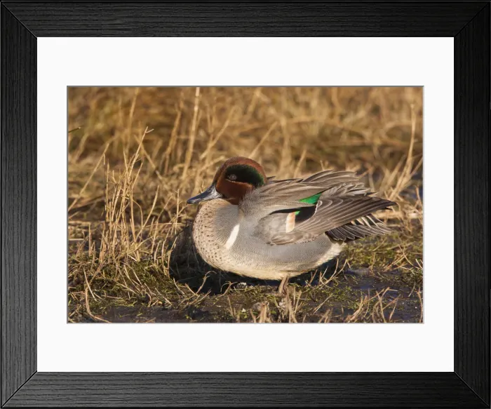 Framed Print : DDE-90027743