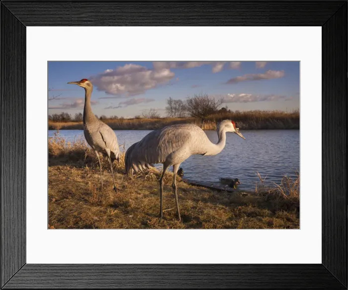 Framed Print : DDE-90027744 Framed Print : DDE-90027744