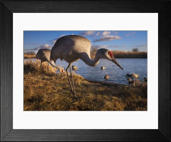 Framed Print : DDE-90027745 Framed Print : DDE-90027745