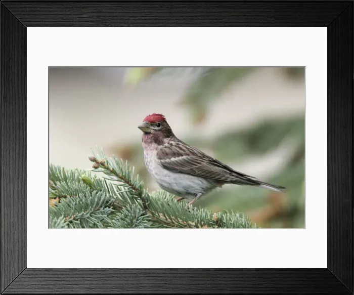 Framed Print : DDE-90027747 Framed Print : DDE-90027747