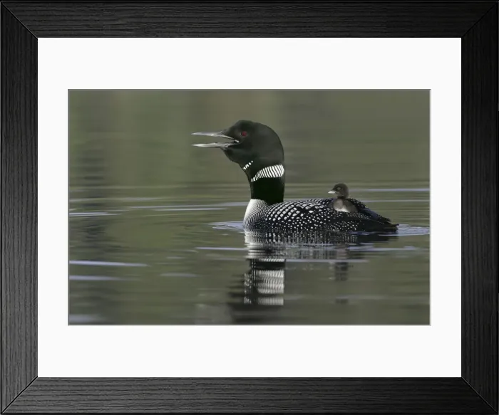 Framed Print : DDE-90027748 Framed Print : DDE-90027748