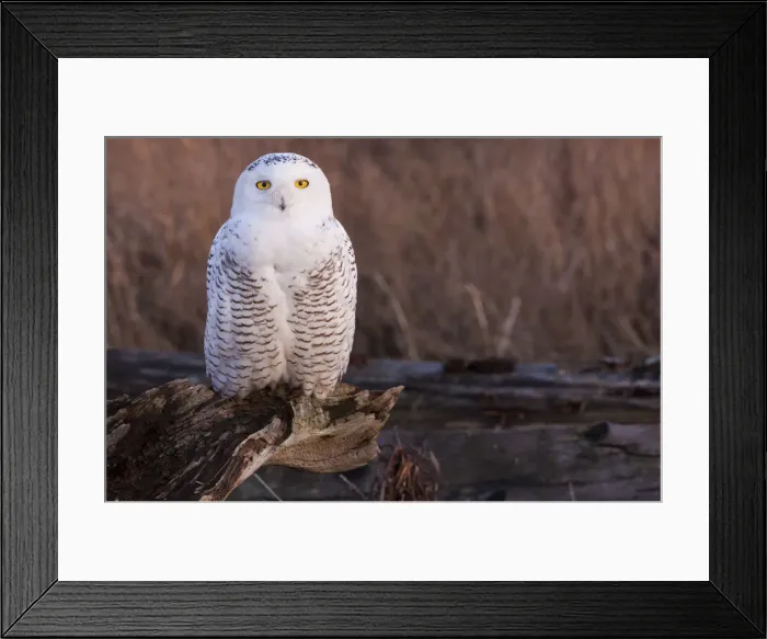 Framed Print : DDE-90027746 Framed Print : DDE-90027746