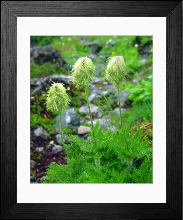 Framed Print : DDE-90027759 Framed Print : DDE-90027759