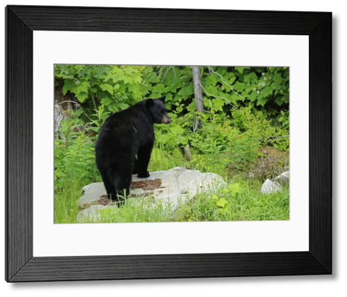 Framed Print : DDE-90027760 Framed Print : DDE-90027760