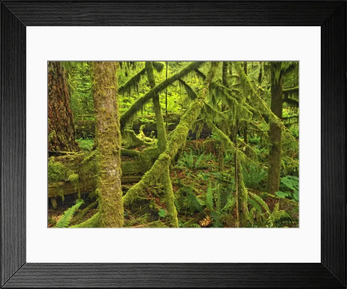 Framed Print : DDE-90027761 Framed Print : DDE-90027761