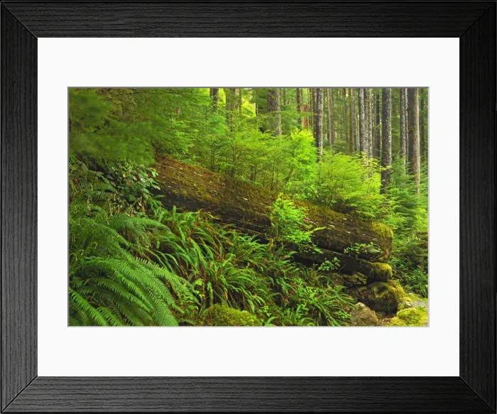 Framed Print : DDE-90027763 Framed Print : DDE-90027763