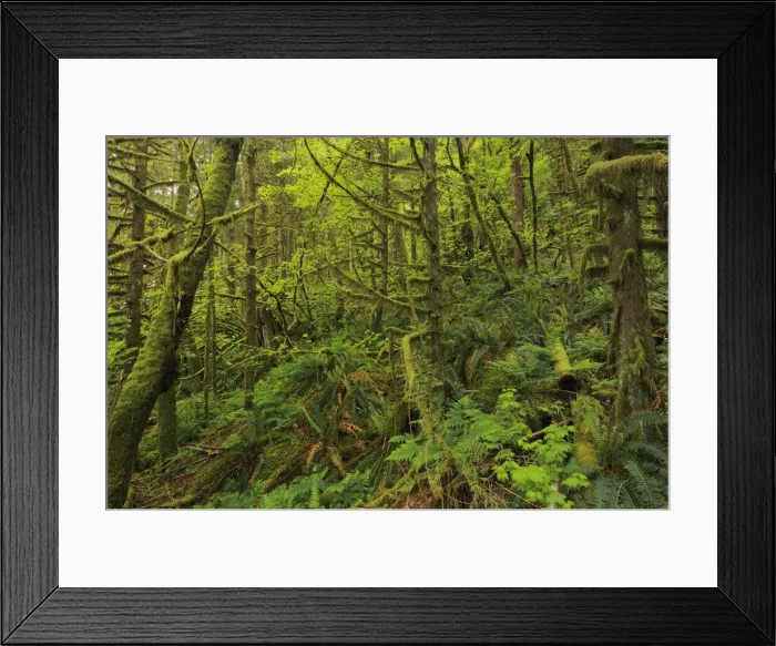 Framed Print : DDE-90027767 Framed Print : DDE-90027767