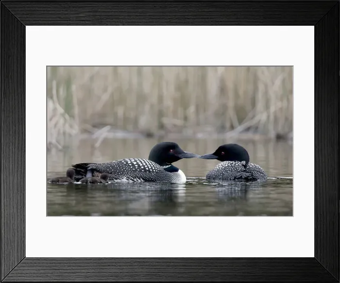 Framed Print : DDE-90027794 Framed Print : DDE-90027794