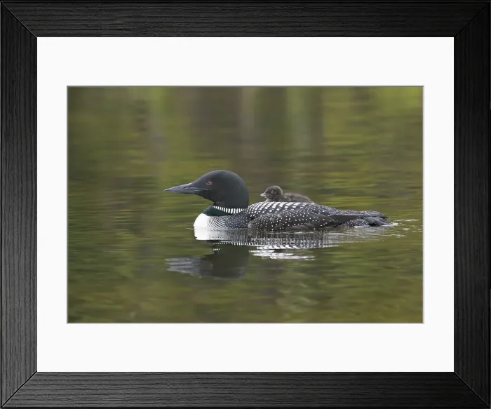 Framed Print : DDE-90027796 Framed Print : DDE-90027796