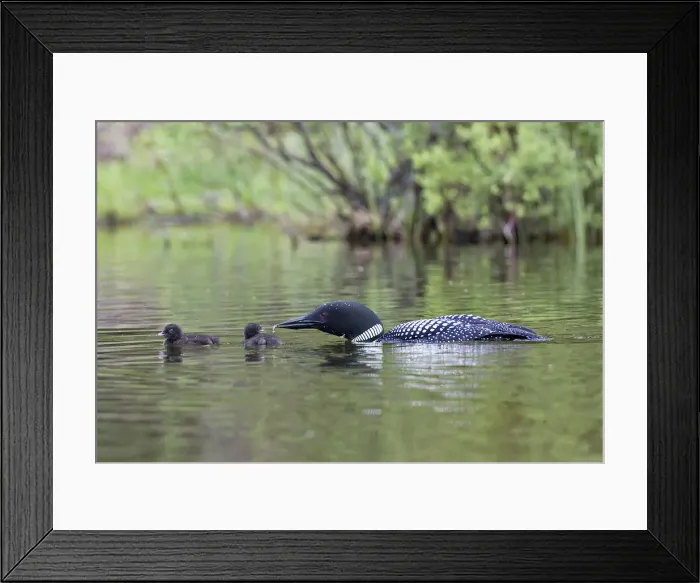 Framed Print : DDE-90027795 Framed Print : DDE-90027795