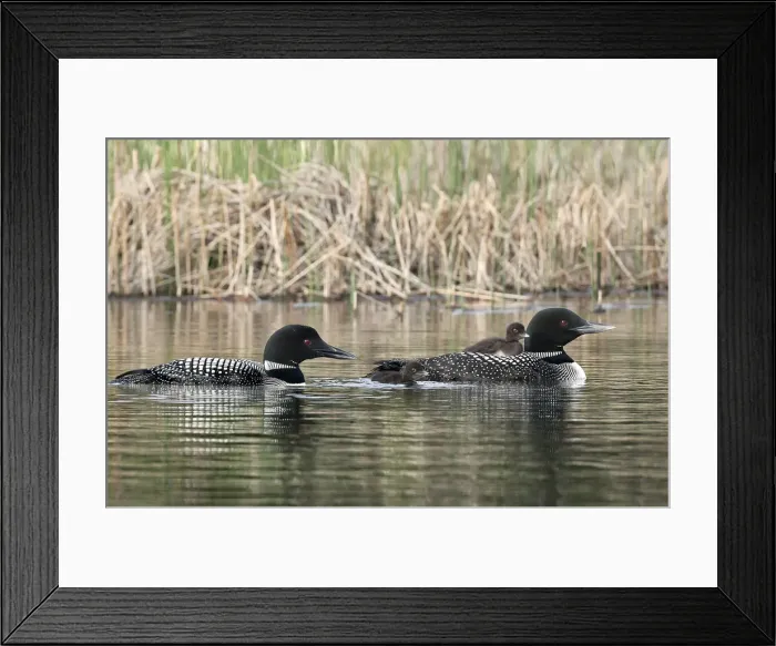 Framed Print : DDE-90027797 Framed Print : DDE-90027797