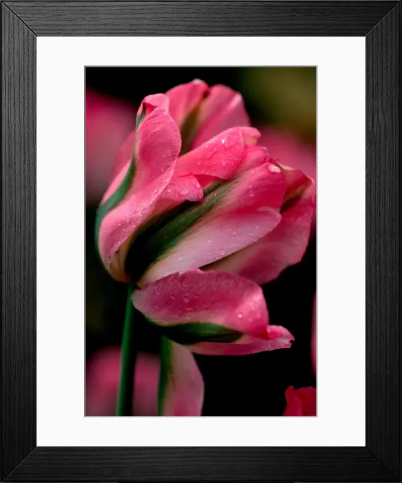 Framed Print : DDE-90027807 Framed Print : DDE-90027807