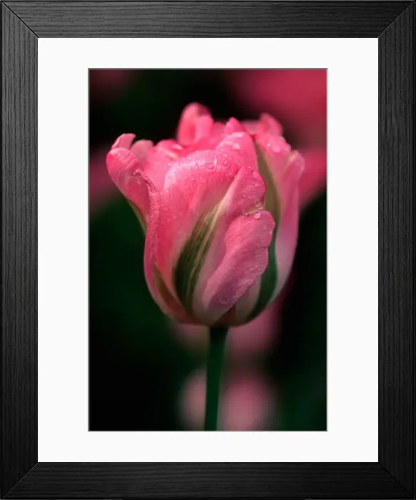 Framed Print : DDE-90027806 Framed Print : DDE-90027806