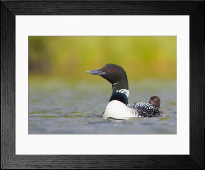 Framed Print : DDE-90027822 Framed Print : DDE-90027822
