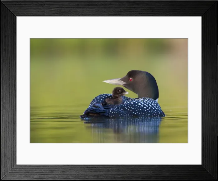 Framed Print : DDE-90027823 Framed Print : DDE-90027823