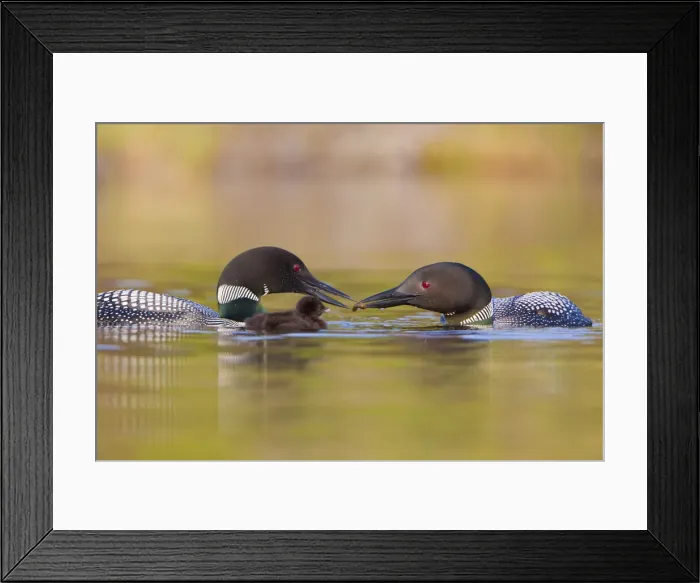 Framed Print : DDE-90027824 Framed Print : DDE-90027824