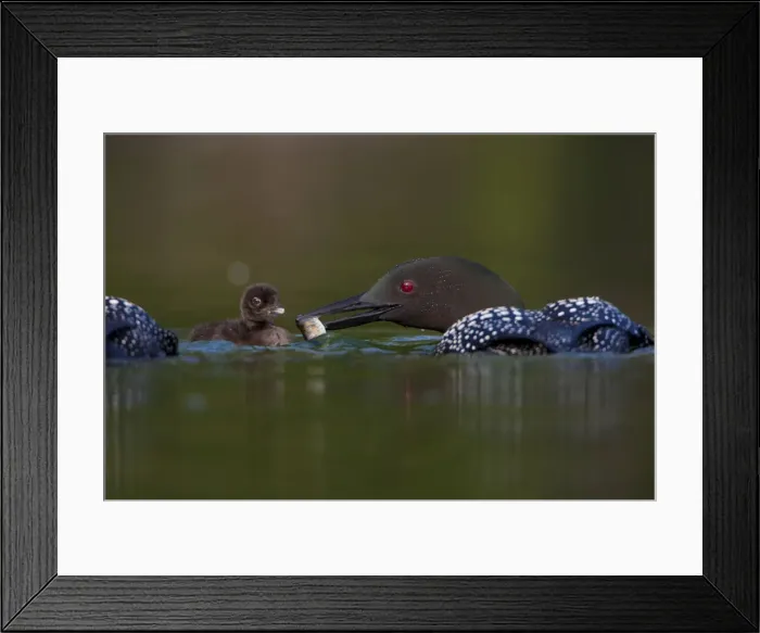 Framed Print : DDE-90027826 Framed Print : DDE-90027826