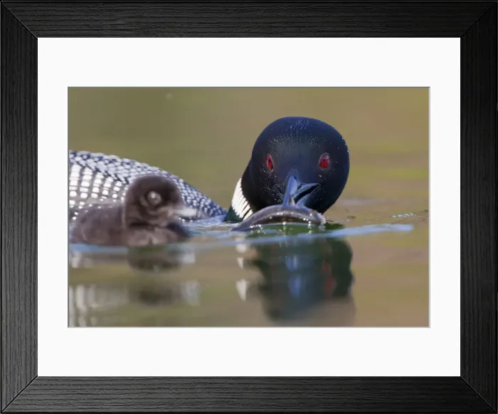 Framed Print : DDE-90027827 Framed Print : DDE-90027827