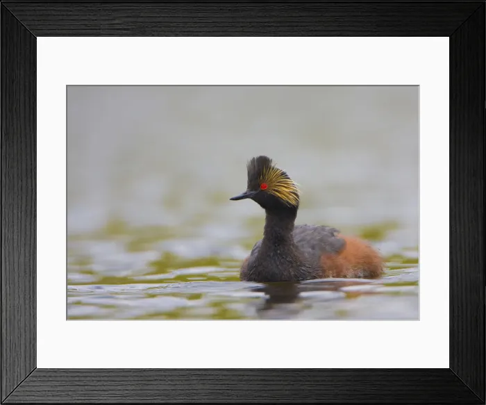 Framed Print : DDE-90027828 Framed Print : DDE-90027828