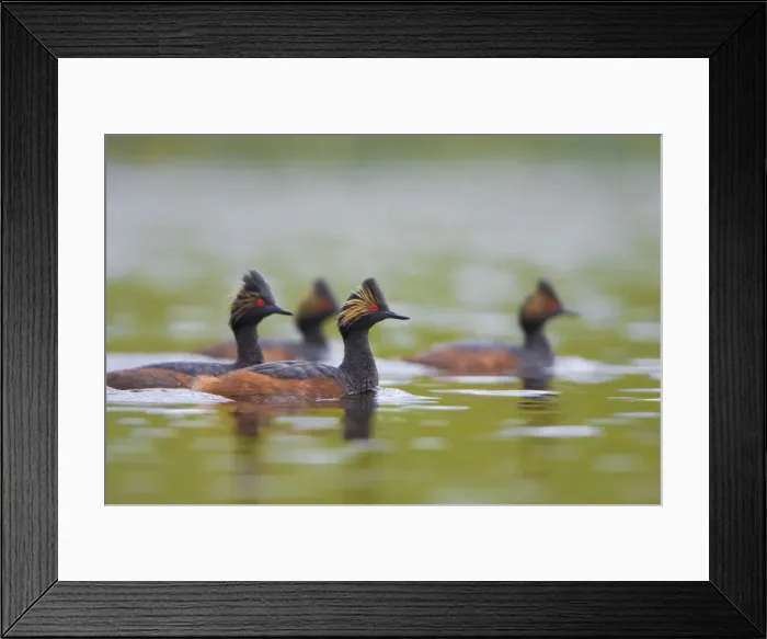 Framed Print : DDE-90027829 Framed Print : DDE-90027829