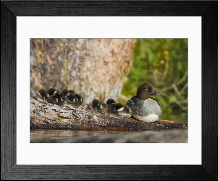 Framed Print : DDE-90027830 Framed Print : DDE-90027830