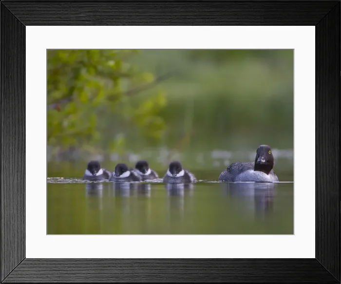 Framed Print : DDE-90027831