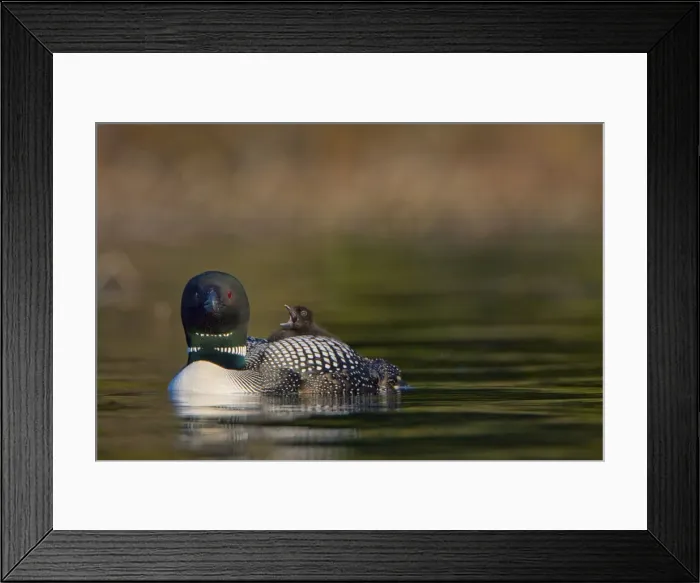 Framed Print : DDE-90027832 Framed Print : DDE-90027832