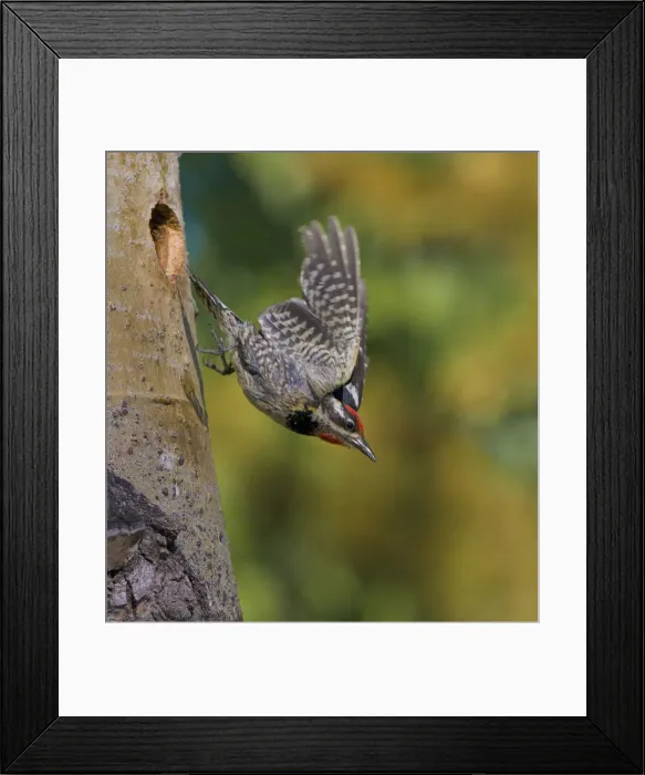 Framed Print : DDE-90027834 Framed Print : DDE-90027834