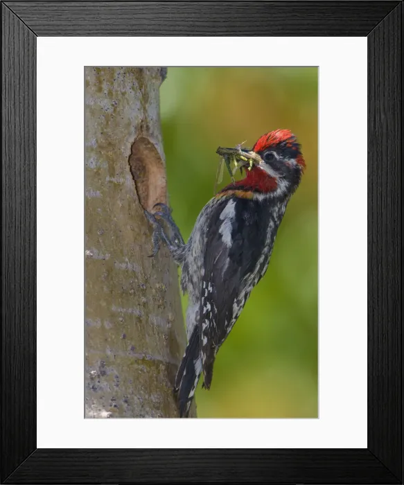 Framed Print : DDE-90027833 Framed Print : DDE-90027833