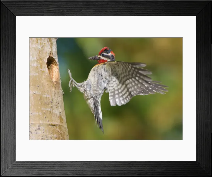 Framed Print : DDE-90027835 Framed Print : DDE-90027835